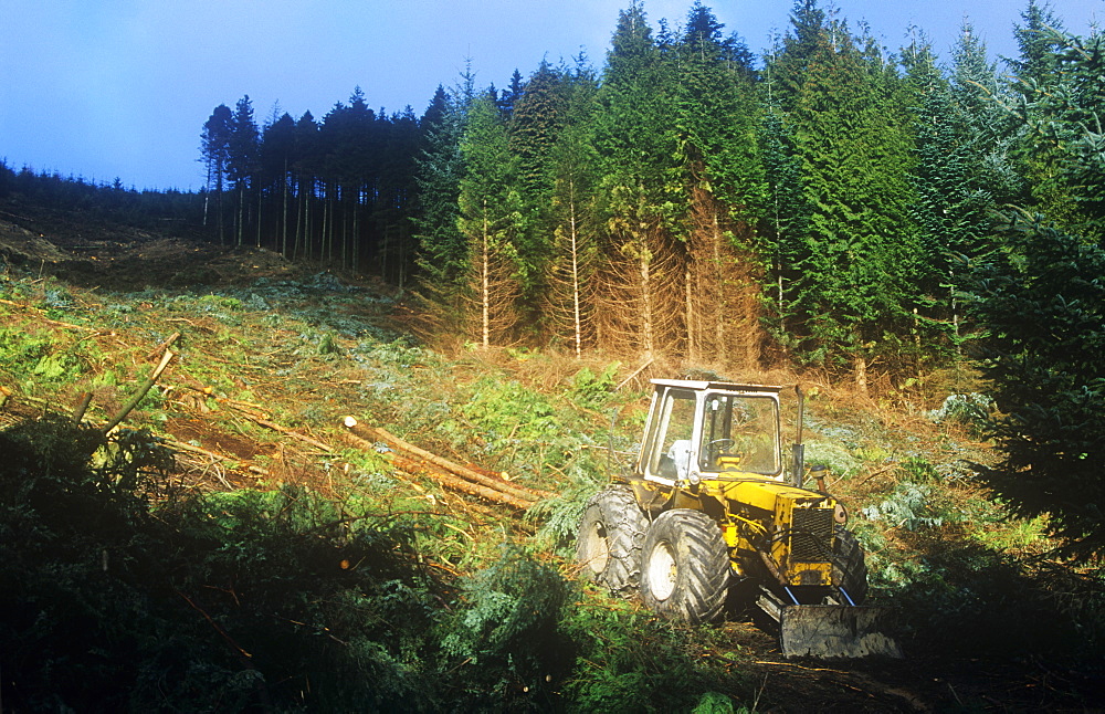 Harvesting timber above Thirlmere in the Lake District, Cumbria, England, United Kingdom, Europe