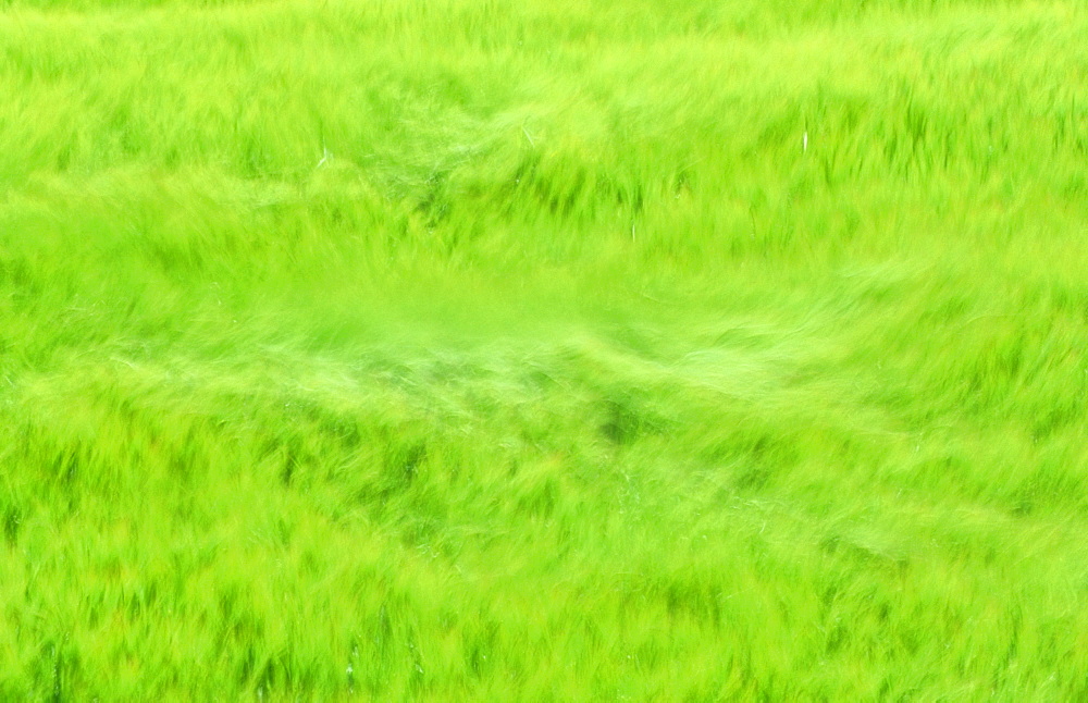 A cereal crop blowing in the wind, Norfolk, England, United Kingdom, Europe