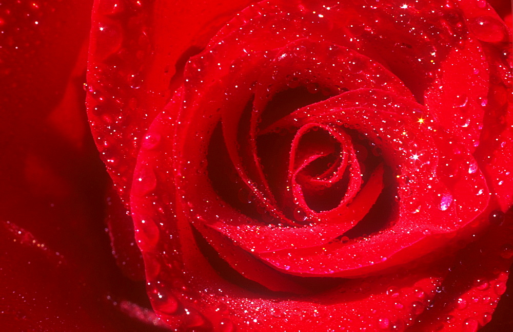 A red rose with rain drops on