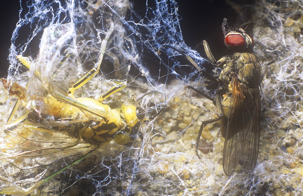 Flies caught in a spider's web and stored in its larder for later consumption