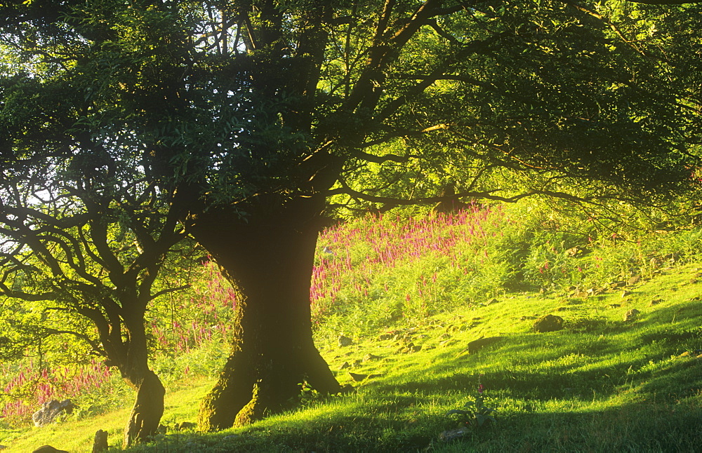 Foxgloves growing in Grasmere, Cumbria, England, United Kingdom, Europe