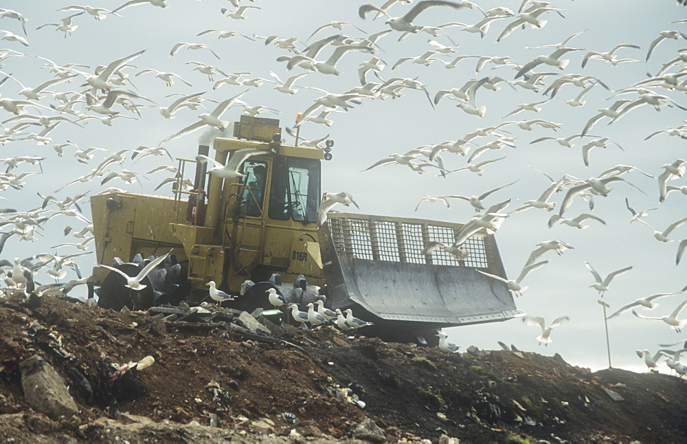 Gulls feeding on a rubbish tip in Barrow in Furness, Cumbria, England, United Kingdom, Europe