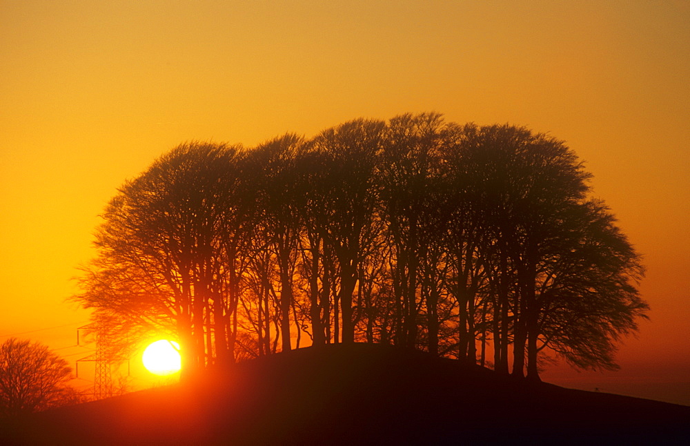 A Cumbrian woodland near Brampton at sunset, Cumbria, England, United Kingdom, Europe