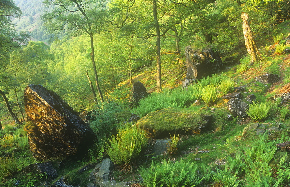 Woodland in Borrowdale, Lake District, Cumbria, England, United Kingdom, Europe