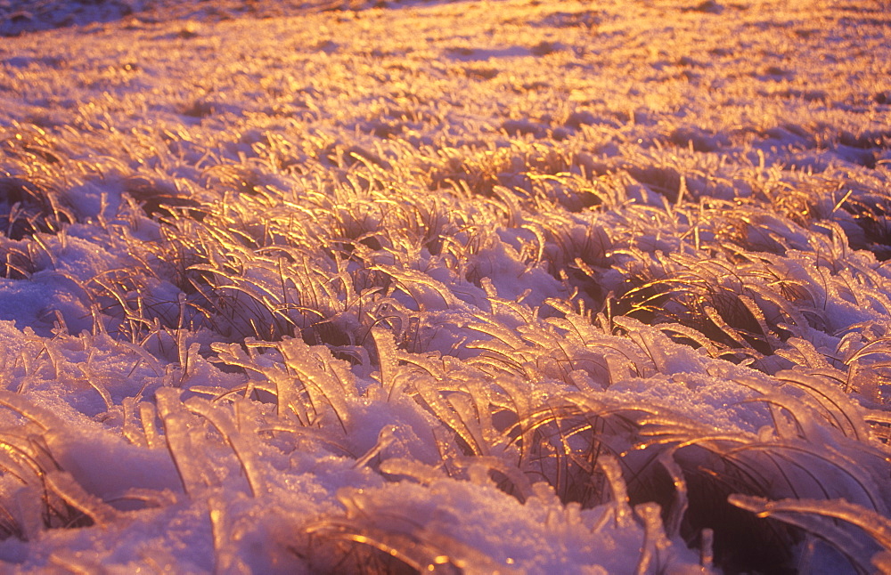 Hoar frost at dawn on the summit of Red Screes, Cumbria, England, United Kingdom, Europe