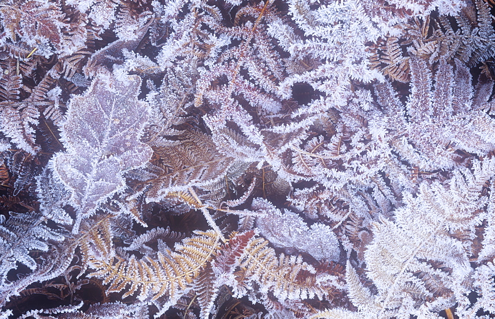 Frost on a forest floor in the Lake District, Cumbria, England, United Kingdom, Europe