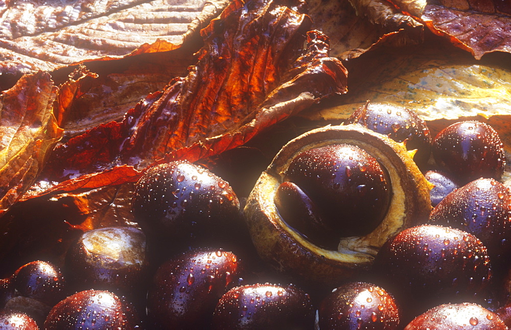 Conkers (horse chestnuts) with rain droplets in autumn