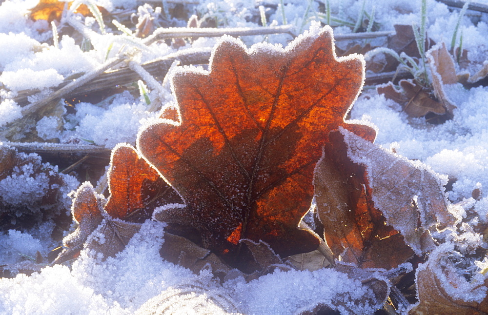 Frost on a forest floor in the Lake District, Cumbria, England, United Kingdom, Europe