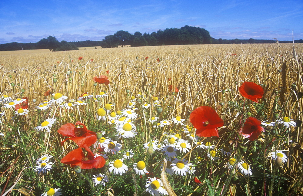 Wildflowers growing on a field edge in Norfolk, England, United Kingdom, Europe