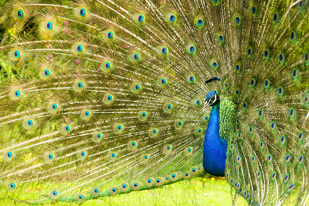 A male peacock displaying, Trevarno Gardens, Cornwall, England, United Kingdom, Europe