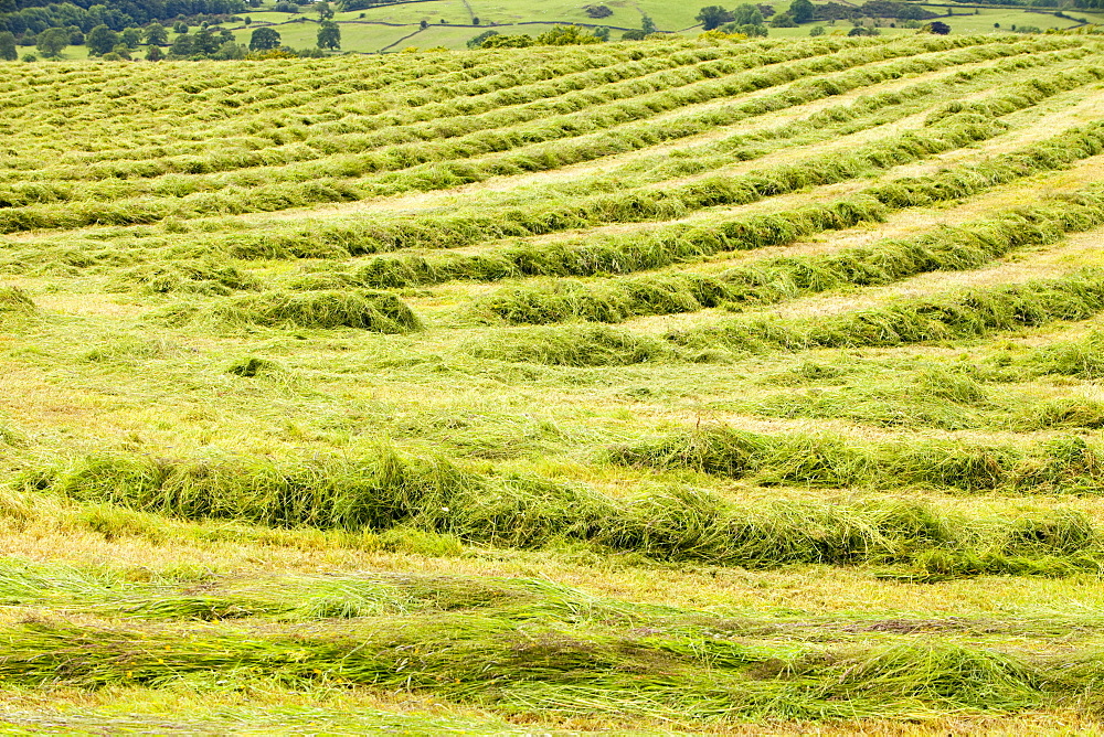 A farmers field with grass cut for hay, Kendal, Cumbria, England, United Kingdom, Europe