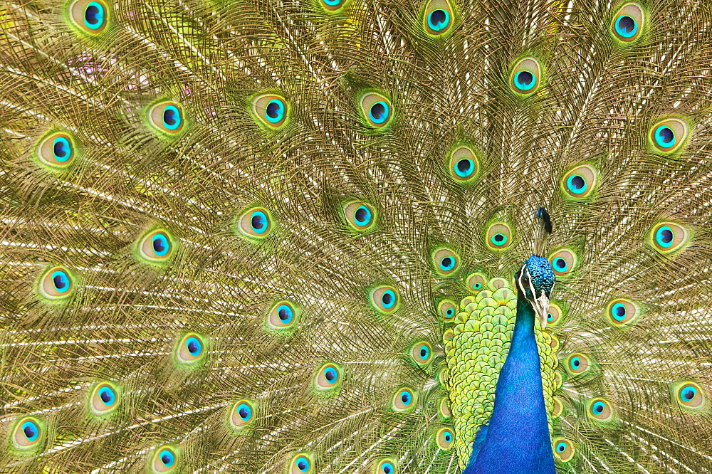 A male peacock displaying, Trevarno Gardens, Cornwall, England, United Kingdom, Europe