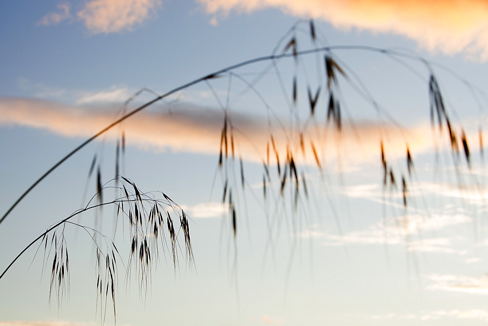 Grass seed stems with clouds at sunset over Ambleside, Cumbria, England, United Kingdom, Europe