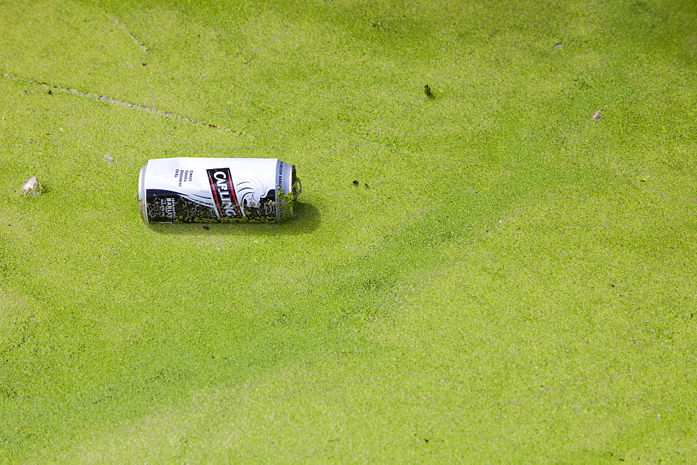 Rubbish thrown into a duckweed covered canal in Warrington, Lancashire, England, United Kingdom, Europe