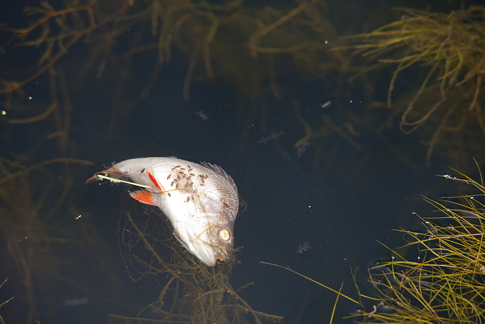 A dead fish floating in a canal near Warrington, England, United Kingdom, Europe