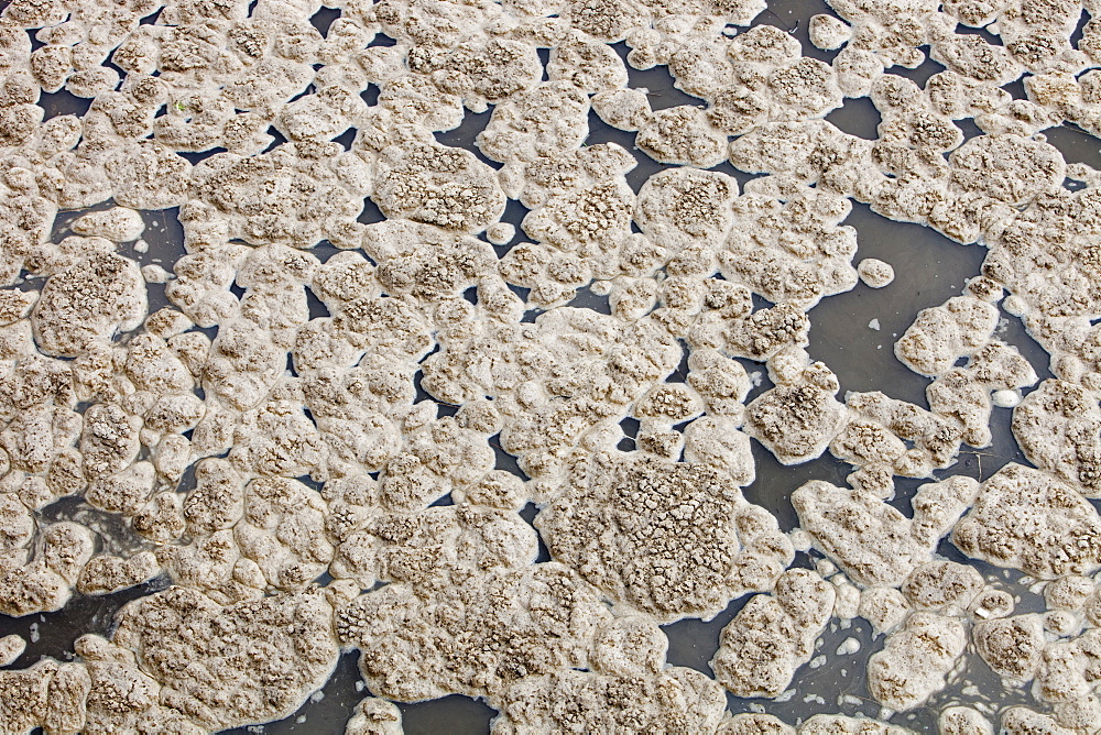 Polluted scum floating on the river Mersey near Warrington, England, United Kingdom, Europe