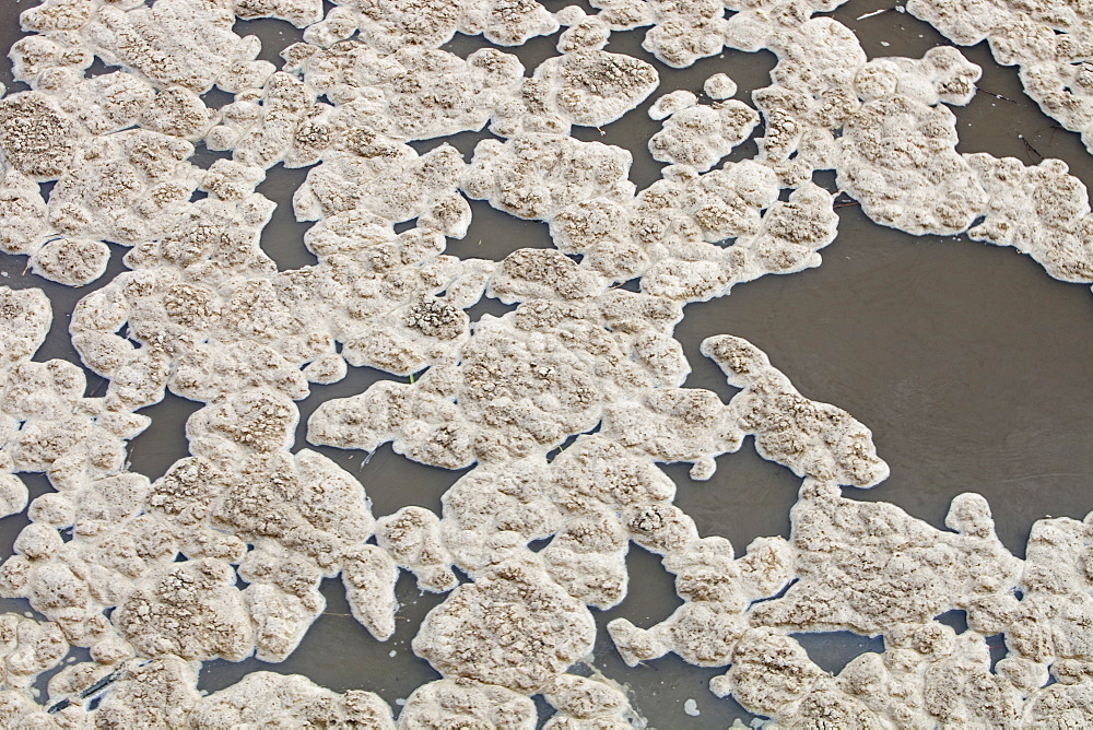 Polluted scum floating on the river Mersey near Warrington, England, United Kingdom, Europe