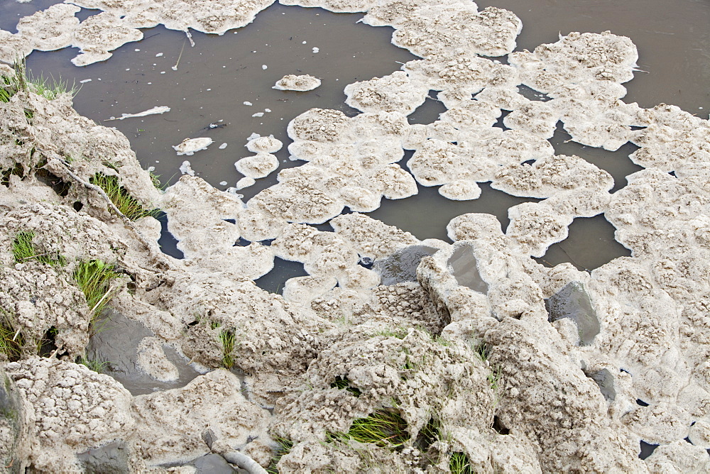 Polluted scum floating on the river Mersey near Warrington, England, United Kingdom, Europe