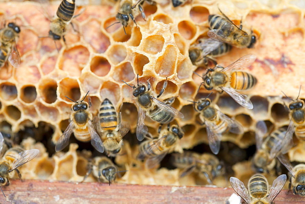 A beehive infected and damaged by the Varoa mite, Cockermouth, Cumbria, England, United Kingdom, Europe