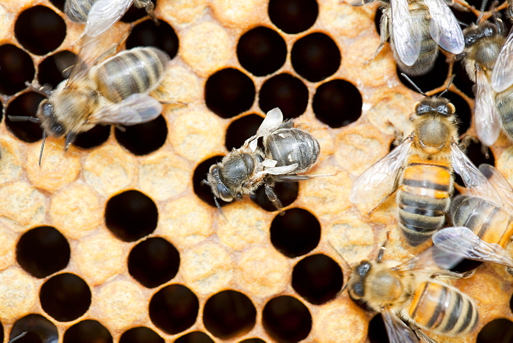 A bee with deformed wings as a result of attack by Varoa mites in a beehive in Cockermouth, Cumbria, England, United Kingdom, Europe