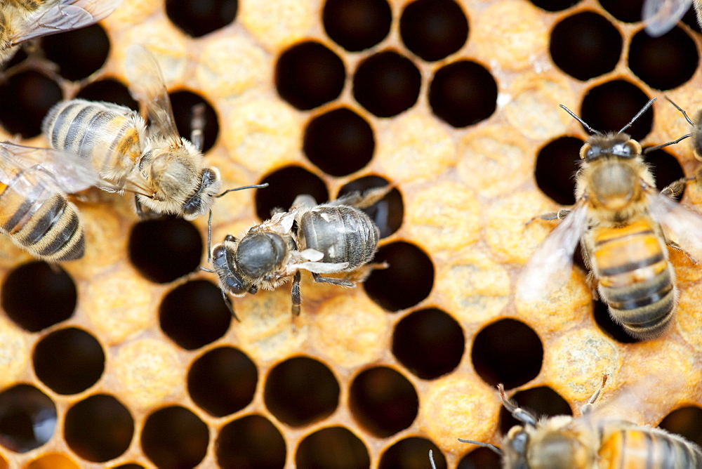 A bee with deformed wings as a result of attack by Varoa mites in a beehive in Cockermouth, Cumbria, England, United Kingdom, Europe