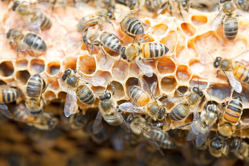 A beehive infected and damaged by the Varoa mite, Cockermouth, Cumbria, England, United Kingdom, Europe