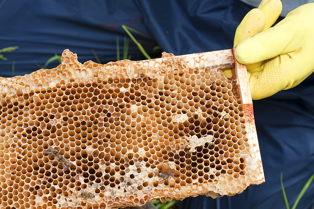 Beekeeper Bill Mackereth checks his hives for signs of Varoa mite damage, Cockermouth, Cumbria, England, United Kingdom, Europe