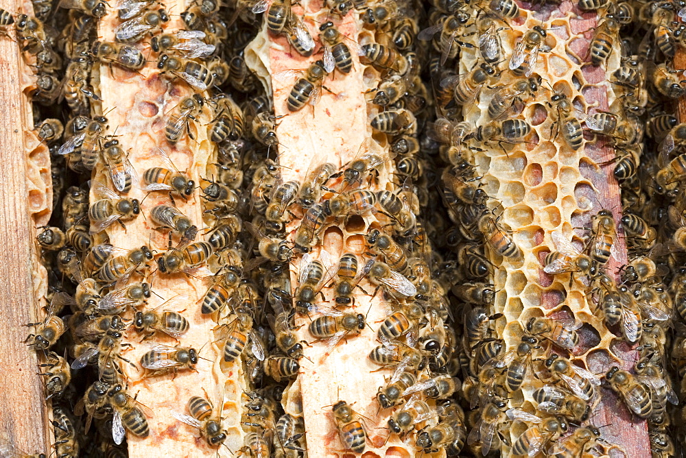 A beehive in Cockermouth, Cumbria, England, United Kingdom, Europe