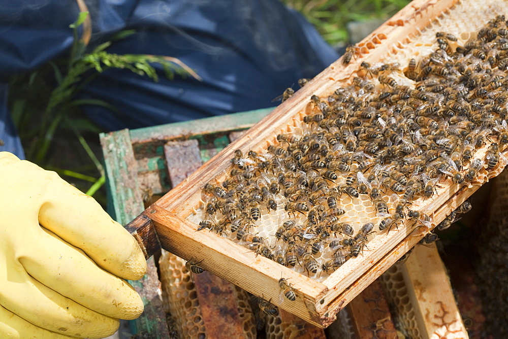 Beekeeper Bill Mackereth checks his hives for signs of Varoa mite damage, Cockermouth, Cumbria, England, United Kingdom, Europe