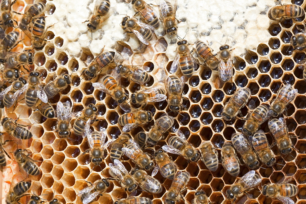 A beehive infected and damaged by the Varoa mite, Cockermouth, Cumbria, England, United Kingdom, Europe