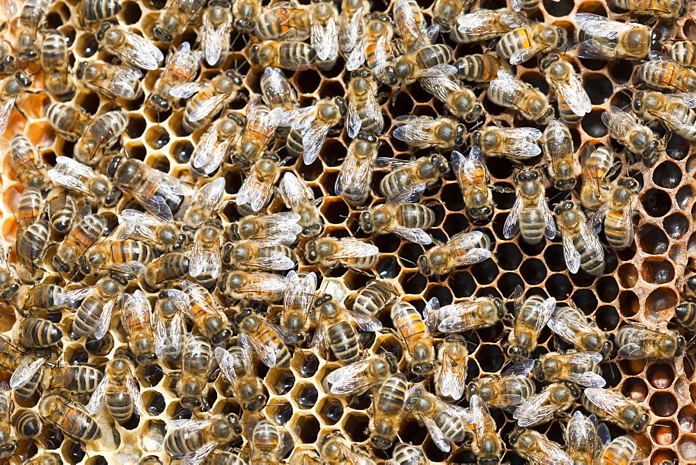 A beehive infected and damaged by the Varoa mite, Cockermouth, Cumbria, England, United Kingdom, Europe