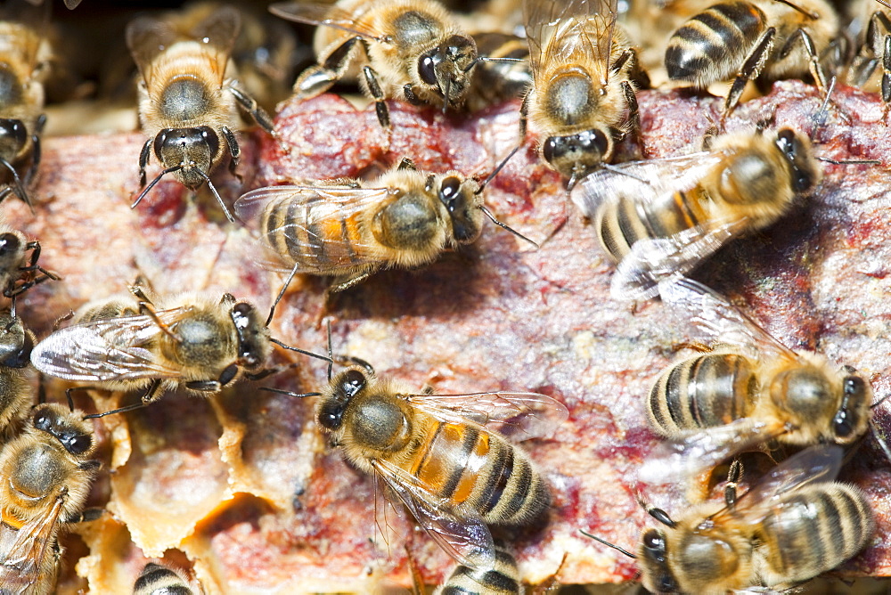 A beehive in Cockermouth, Cumbria, England, United Kingdom, Europe