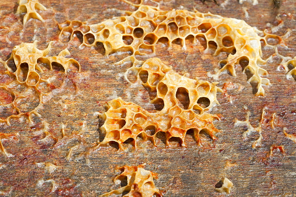 A beehive infected and damaged by the Varoa mite, Cockermouth, Cumbria, England, United Kingdom, Europe