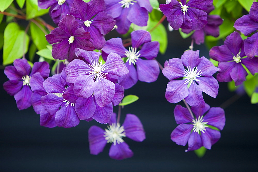 Clematis, England, United Kingdom, Europe