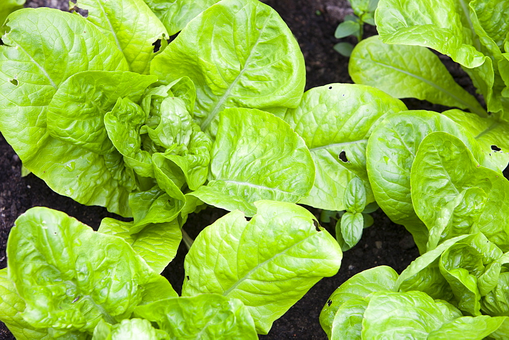 Lettuce growing in a household greenhouse, United Kingdom, Europe