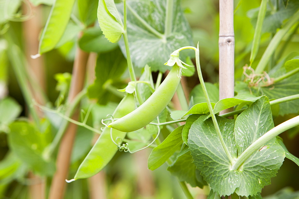 Peas growing in a garden vegetable bed, United Kingdom, Europe