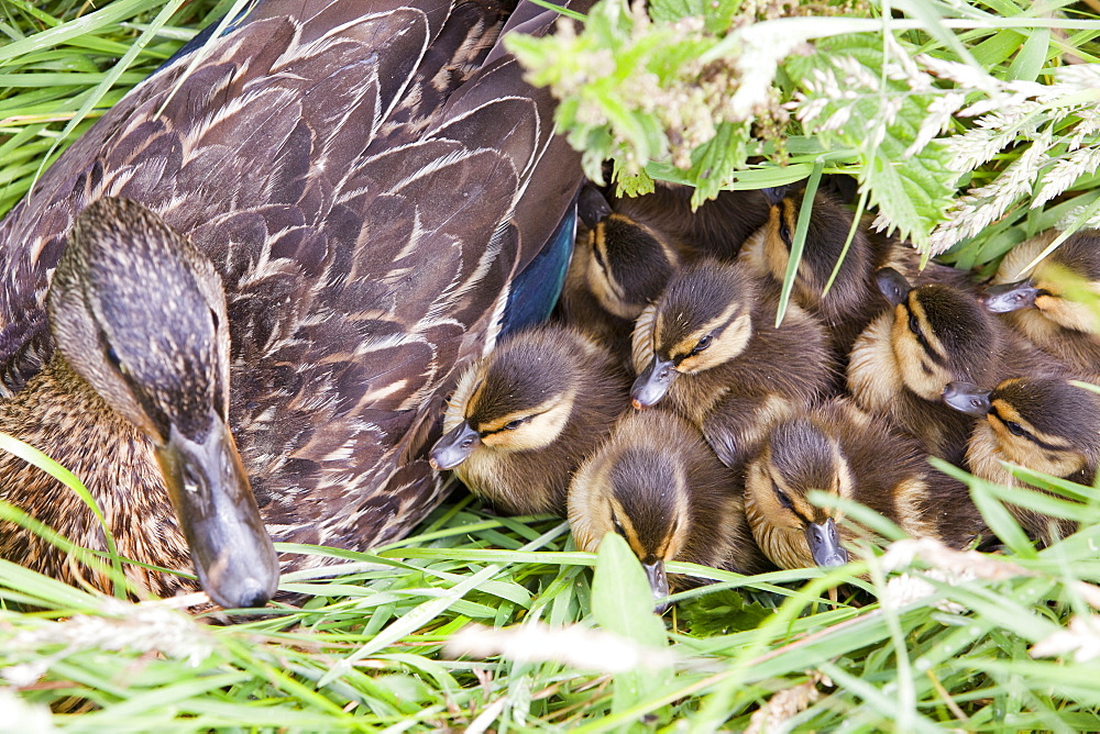 A female Mallard with her newly hatched chicks on Walney Island, Cumbria, England, United Kingdom, Europe