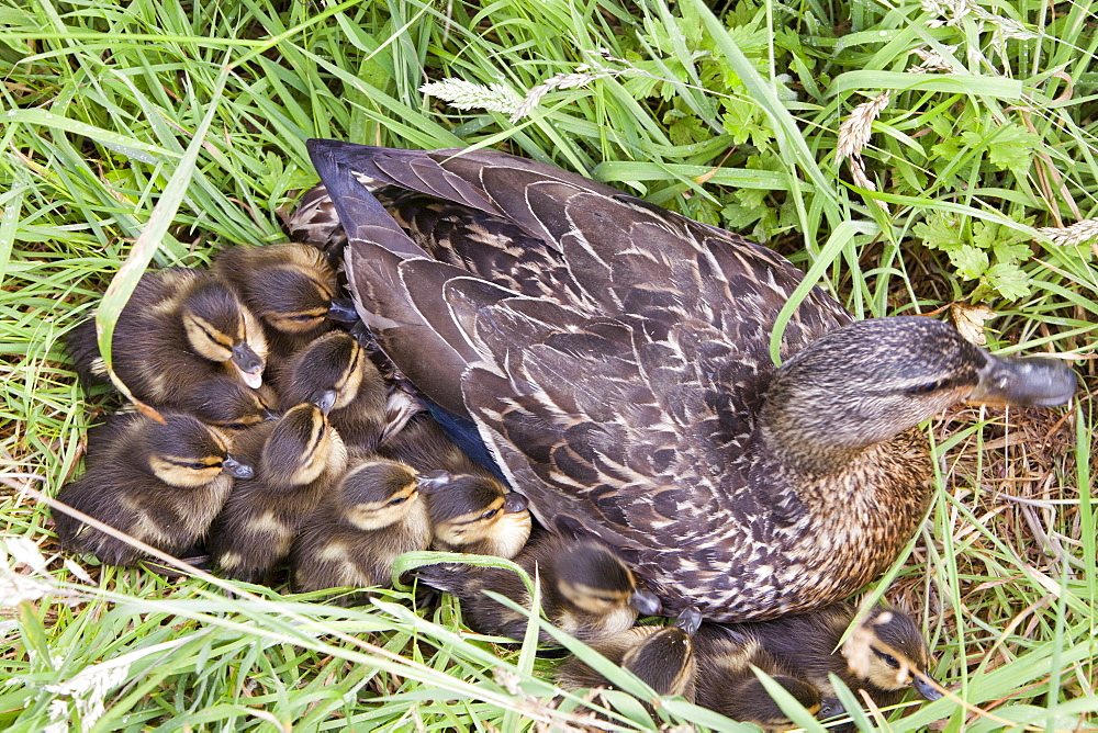 A female Mallard with her newly hatched chicks on Walney Island, Cumbria, England, United Kingdom, Europe