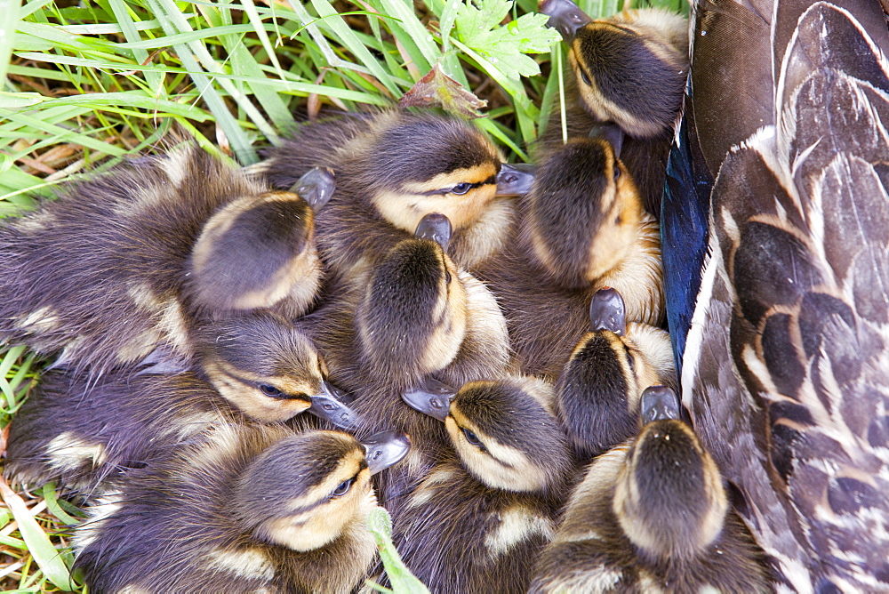 A female Mallard with her newly hatched chicks on Walney Island, Cumbria, England, United Kingdom, Europe