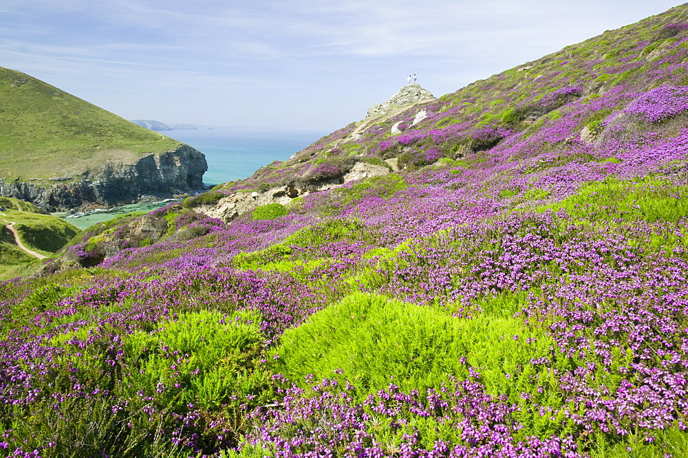 The South West Coast Path at St. Agnes, Cornwall, England, United Kingdom, Europe