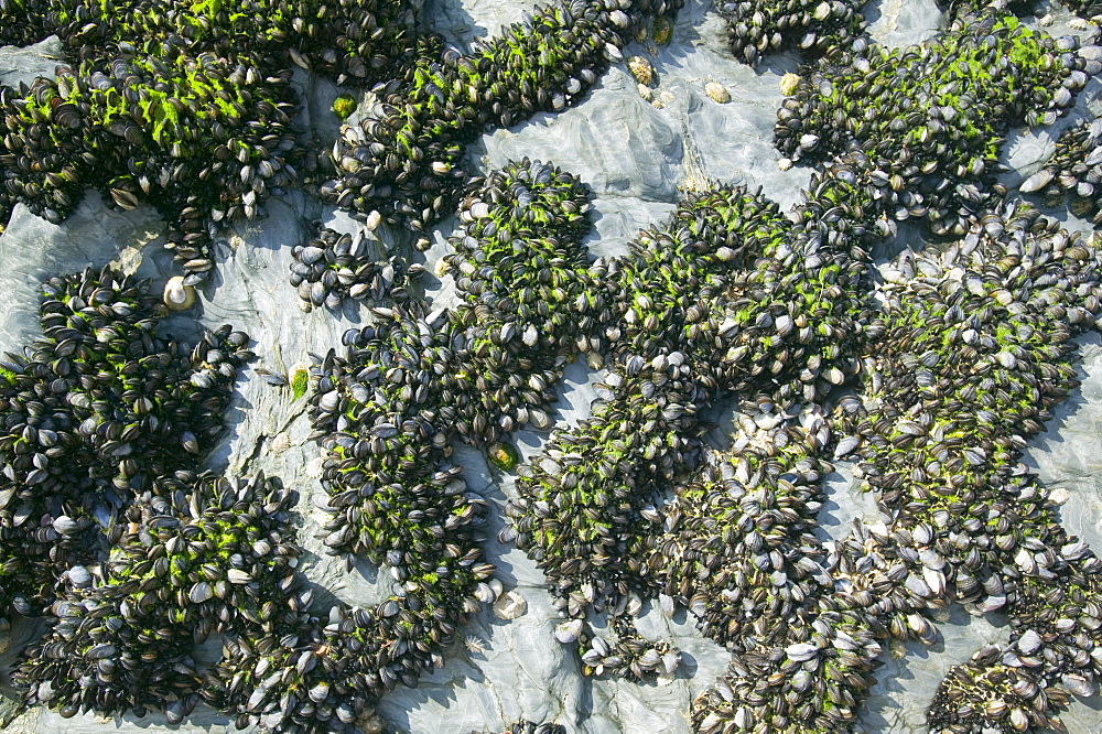 Mussels growing on the Cornish coast, England, United Kingdom, Europe