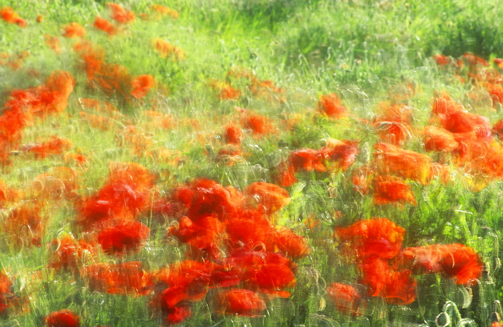 Poppies blowing in the wind in a field in Norfolk, England, United Kingdom, Europe