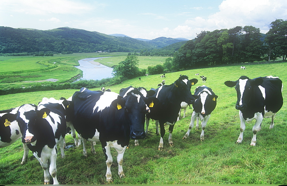 Cows in the Duddon Valley, Lake District, Cumbria, England, United Kingdom, Europe