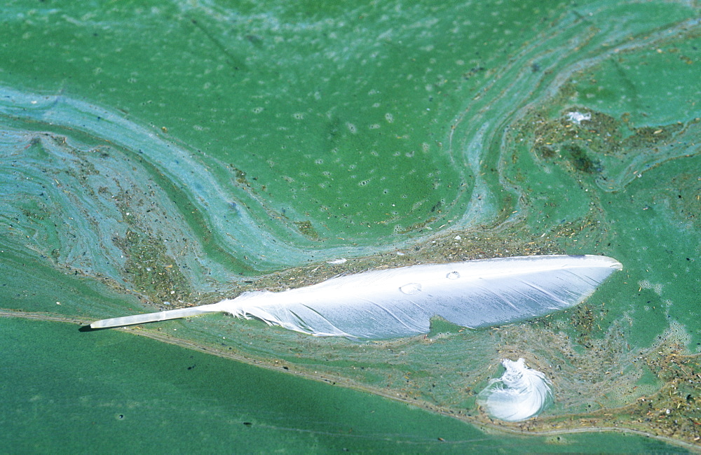 Toxic blue green algae on Haweswater reservoir during a hot summer, Lake District, Cumbria, England, United Kingdom, Europe