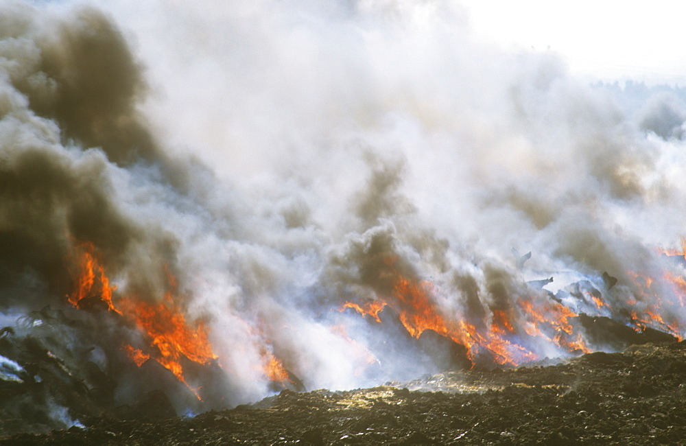 Cattle infected with foot and mouth disease culled and burning on a funeral pyre in North Cumbria, England, United Kingdom, Europe