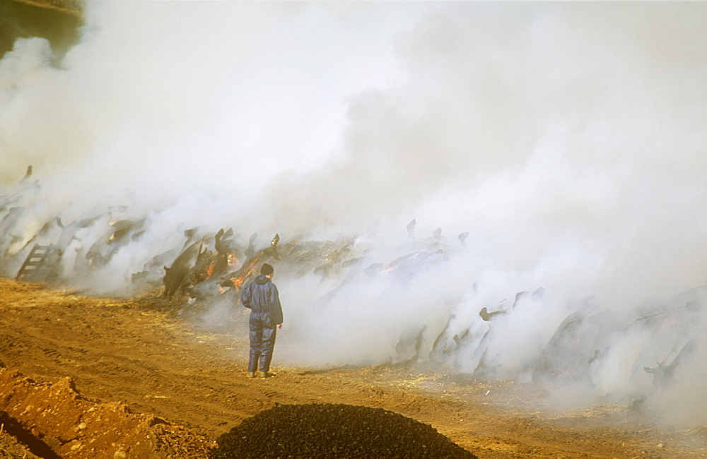 Cattle infected with foot and mouth disease culled and burning on a funeral pyre in Cumbria, England, United Kingdom, Europe