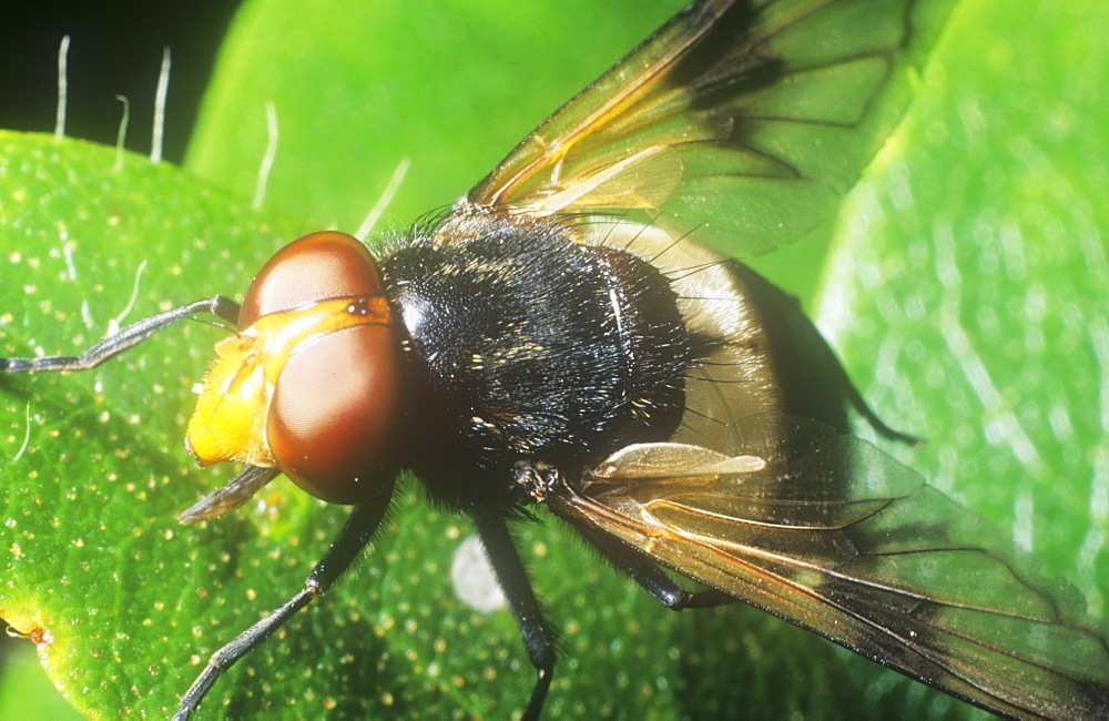 A close up of a fly