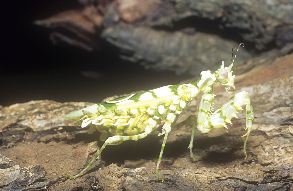 A mantis, Kenya, East Africa, Africa
