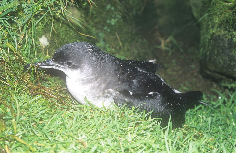 A Manx shearwater emerging from its burrow at night on the mountains of the Isle of Rhum, Scotland, United Kingdom, Europe