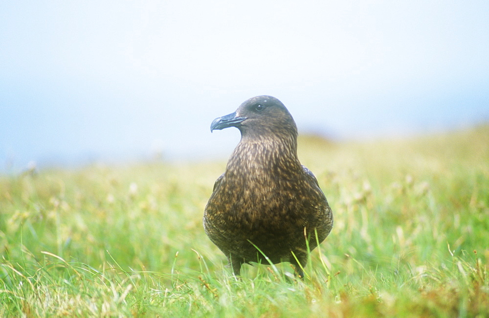 A great skua on Handa Island, Scotland, United Kingdom, Europe